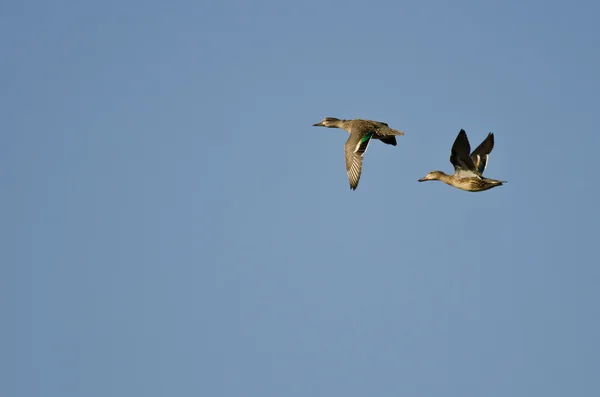 Deux sarcelles aux ailes vertes volant dans un ciel bleu — Photo