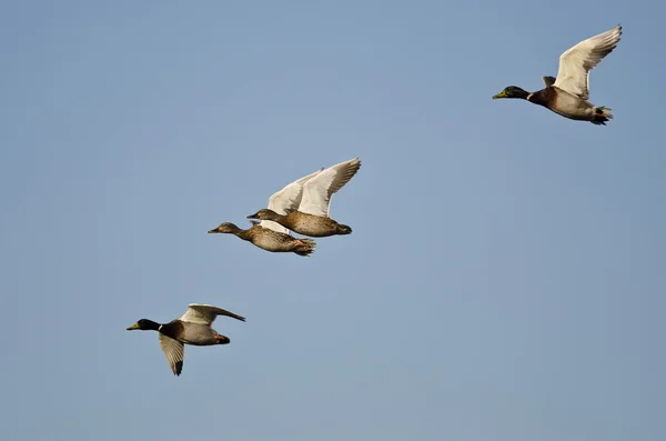 Hejno kachen Mallard létajících na modrém nebi — Stock fotografie