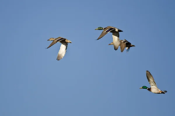 Manada de patos Mallard volando en un cielo azul — Foto de Stock