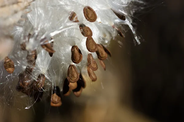 Semillas de algodoncillo marrón colgando de la vaina — Foto de Stock