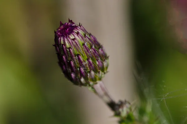 Thistle Bud om att öppna — Stockfoto