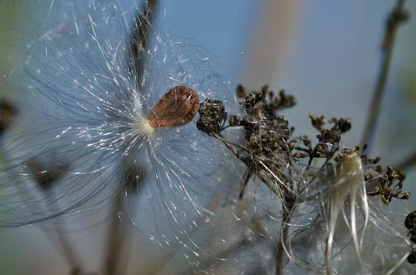 太陽の下で輝く引っかかるトウワタ種子 — ストック写真