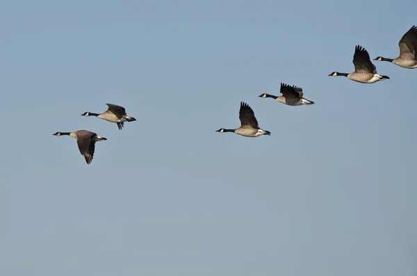 Herde von Kanadagänsen fliegt in blauem Himmel — Stockfoto