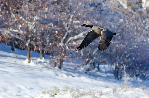 Canada Goose vliegen Over een Winter Lake — Stockfoto