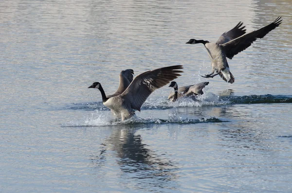 Three Canada Geese Landing on Winter Lake — Stock Photo, Image