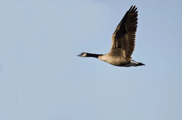 Canada Goose Flying in a Blue Sky — Stock Photo, Image