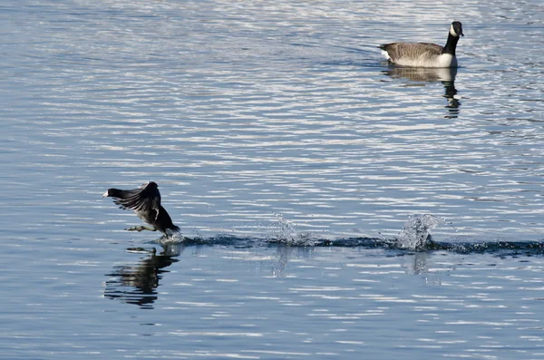 American Coot Running Past Canada Goose — Stock Photo, Image