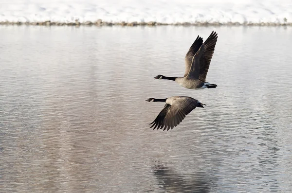 Dos gansos canadienses huyen de un lago de invierno — Foto de Stock