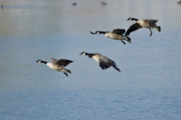 Quatre Bernaches du Canada débarquent sur un lac d'hiver — Photo