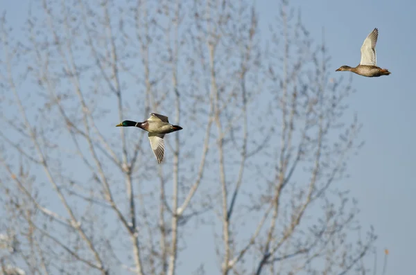 Stockenten-Paar fliegt in blauem Himmel — Stockfoto