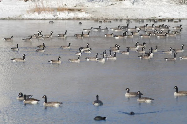 Стадо канадских гусей отдыхает на зимнем озере — стоковое фото