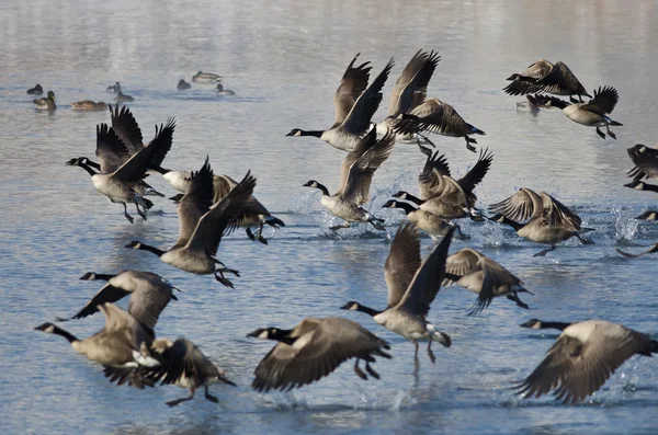 Gansos de Canadá que huyen de un lago de invierno — Foto de Stock