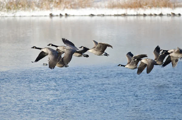 Gansos de Canadá que huyen de un lago de invierno —  Fotos de Stock