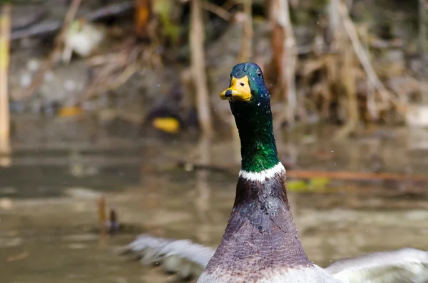 Agua que drena de la cara de un pato Mallard —  Fotos de Stock