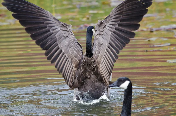 Canada Goose with Outstretched Wings — Stock Photo, Image