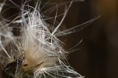 Parlak güneş ışığında thistle lifler