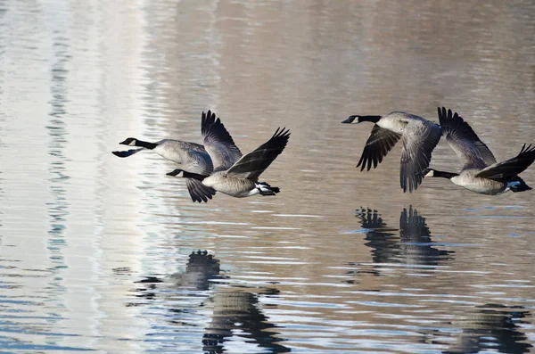 Fyra kanadagäss med flyg från en sjö — Stockfoto