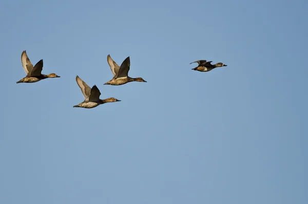 四只鸭，在蓝色的天空中飞翔 — 图库照片