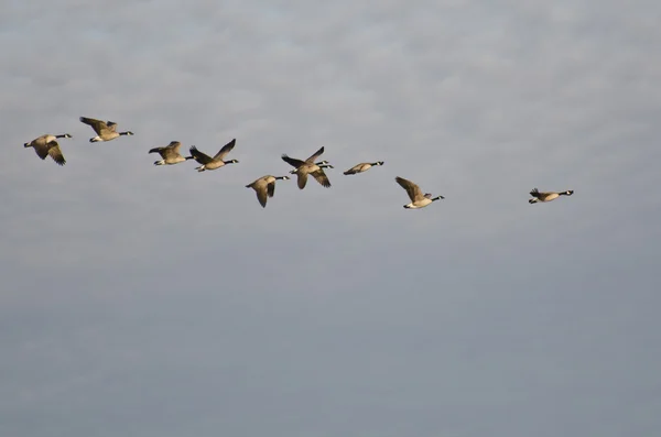 Troupeau d'Oies du Canada volant dans le ciel du matin — Photo