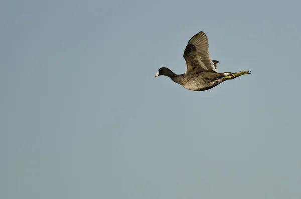 American Coot Voler dans un ciel bleu — Photo