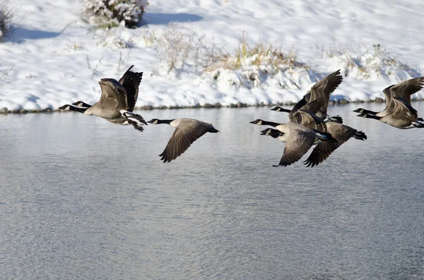 Kanadagäss med flyg från en vinter sjö — Stockfoto