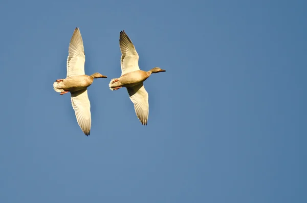 Paire de Canards colverts femelles volant dans un ciel bleu — Photo