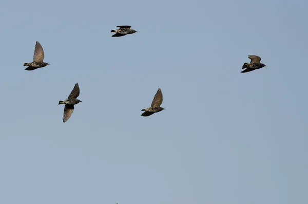 Troupeau d'étourneaux volant dans un ciel bleu — Photo