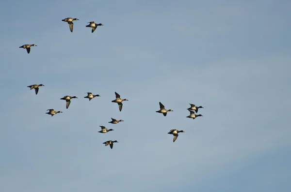 Flock Ring - viltfågel ankor flyger i en blå himmel — Stockfoto