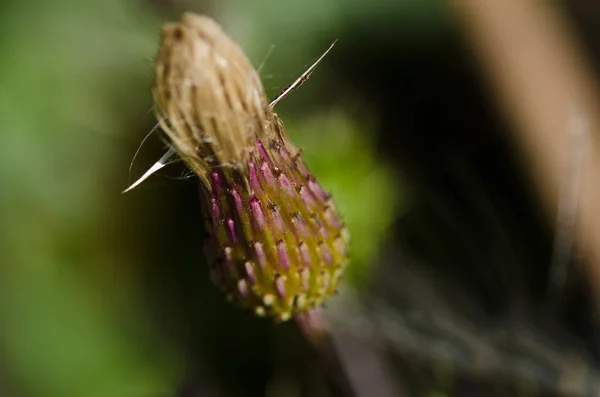 Thistle Bud açılacağı hakkında — Stok fotoğraf