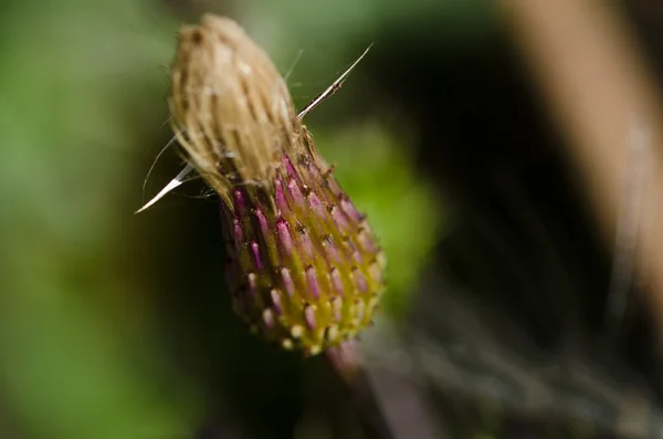 Thistle Bud About to Open — Stock Photo, Image