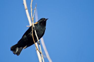 Kırmızı - kanatlı karakuş ağaca tünemiş