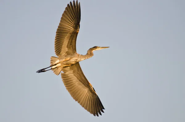 Grande airone blu che vola con le ali distese — Foto Stock