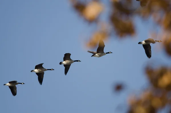 Rebanho de gansos do Canadá voando passado uma árvore de outono — Fotografia de Stock