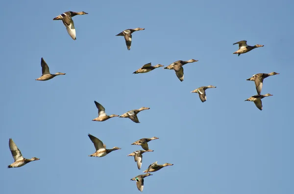 Assortimento di anatre che volano in un cielo blu — Foto Stock