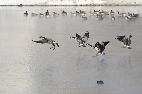 Канадские гуси высаживаются на зимнее озеро — стоковое фото