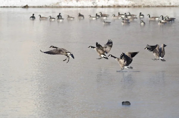 Canada Atterraggio di oche su un lago invernale — Foto Stock