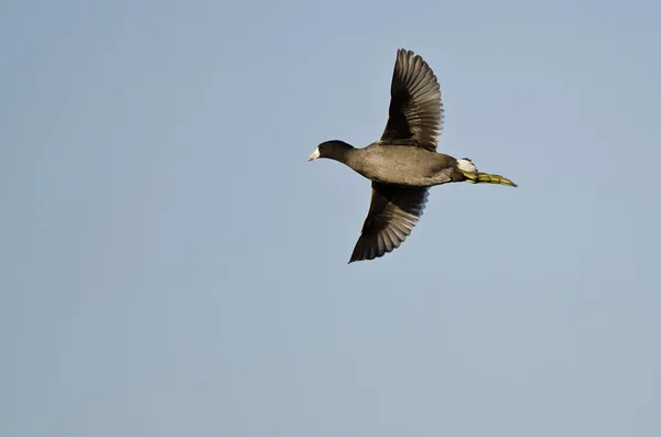 American Coot Voler dans un ciel bleu — Photo