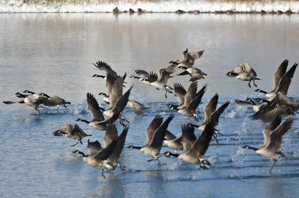 Gansos do Canadá viajando de um lago de inverno — Fotografia de Stock