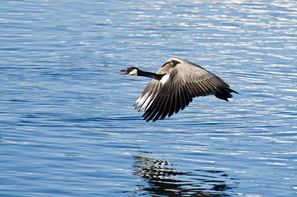 Canadese ganzen nemen naar de vlucht uit het water — Stockfoto