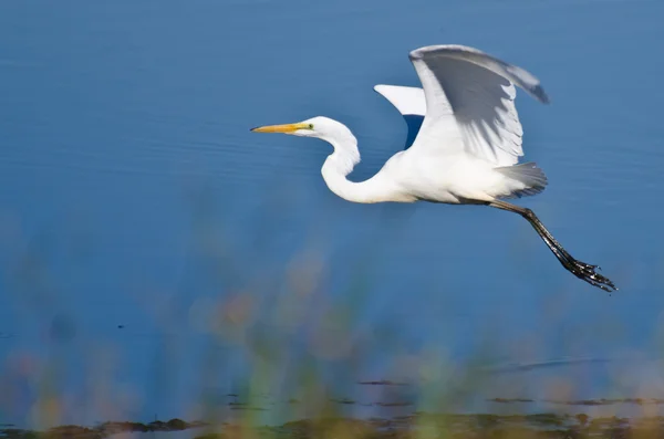 Great Egret Taking to Flight — Stock Photo, Image