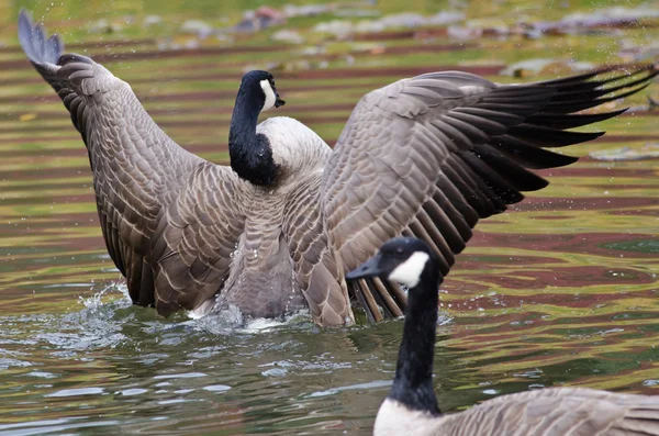 Canadese gans met uitgestrekte vleugels — Stockfoto