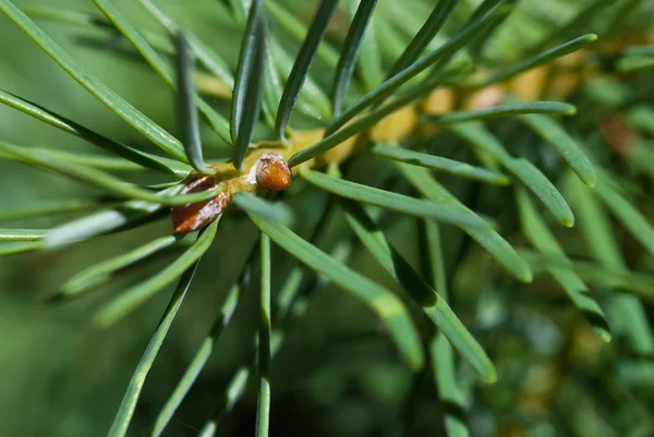 Nature's abstract - dennennaalden — Stockfoto