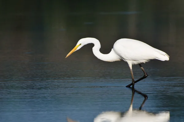 Nagy Egret vadászat halak — Stock Fotó