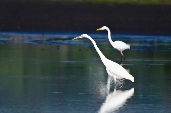 Two Great Egrets Hunting for Fish — Stock Photo, Image