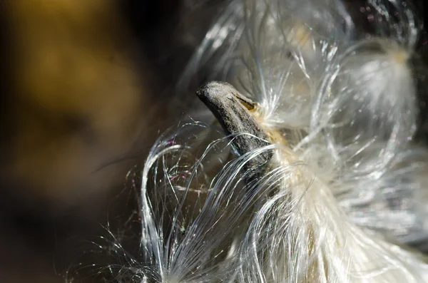 Kroontjeskruid Pod Popping Out onder de witte vezels — Stockfoto