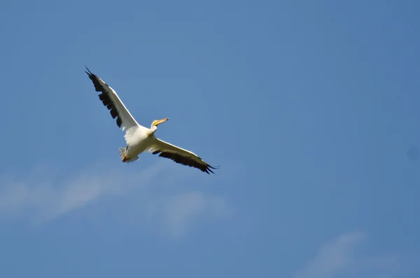 Американский белый пеликан летит в голубом небе — стоковое фото