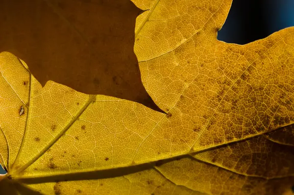 Die Blätter des Herbstes — Stockfoto