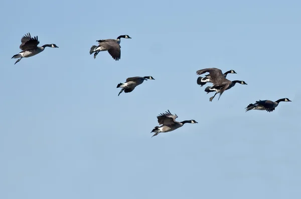 Manada de gansos de Canadá volando en un cielo azul — Foto de Stock