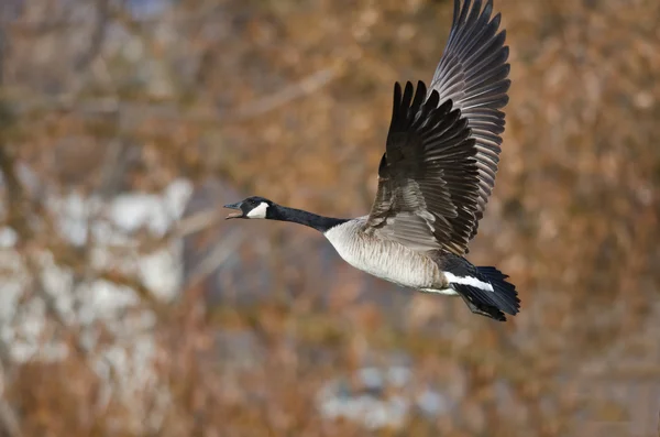 Kanadagans fliegen durch den herbstlichen Wald — Stockfoto