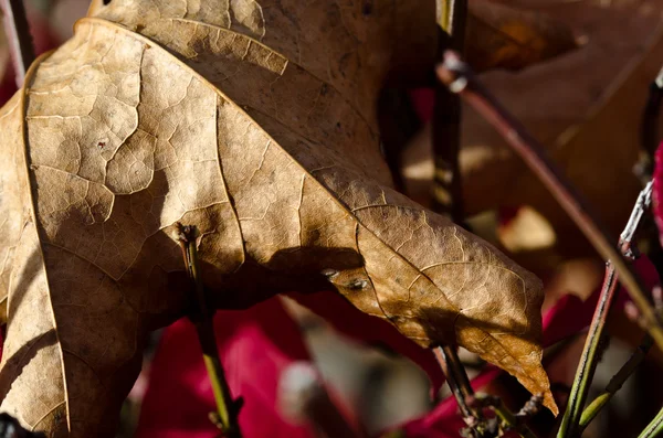 Folha seca de Crisp no outono — Fotografia de Stock